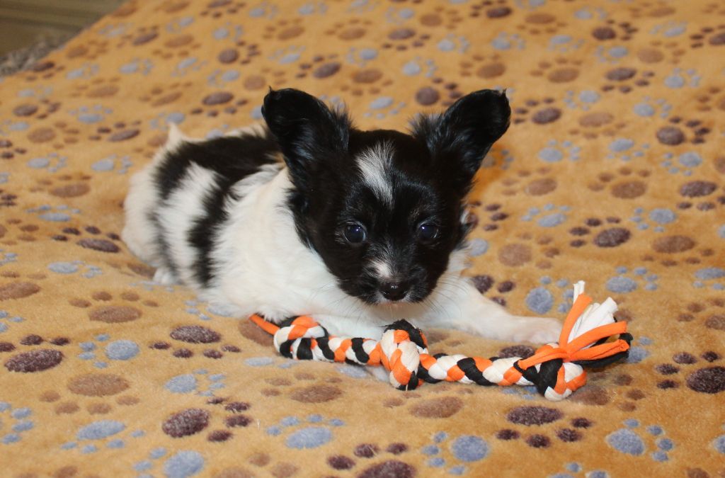 Du Domaine De Hunaudaye - Chiot disponible  - Epagneul nain Continental (Papillon)