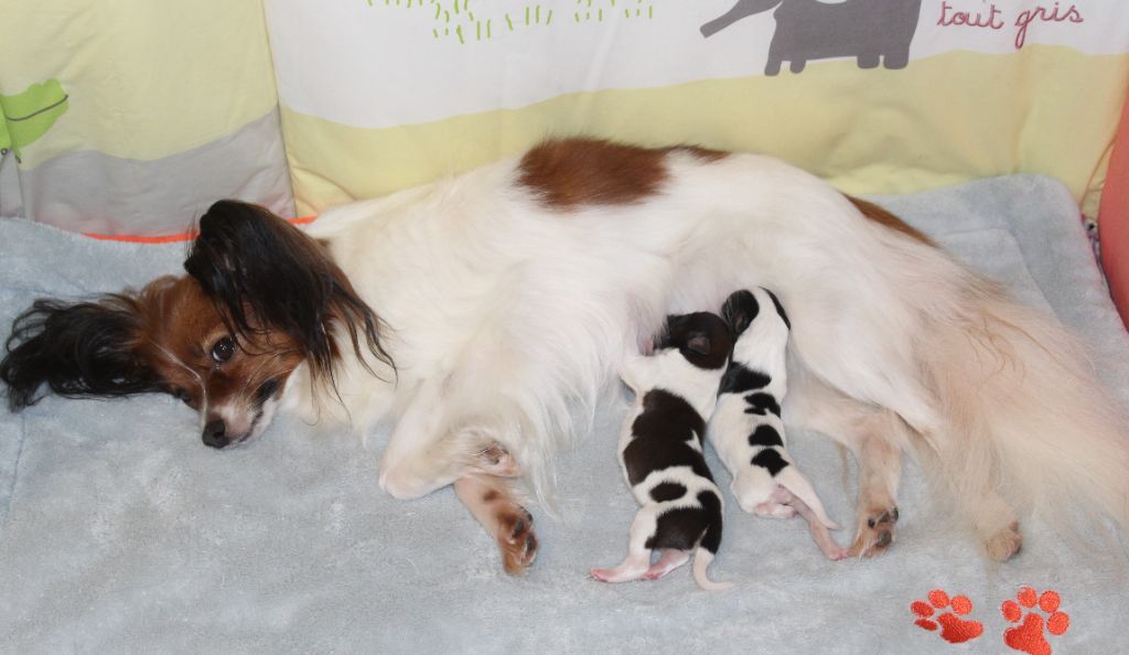 chiot Epagneul nain Continental (Papillon) Du Domaine De Hunaudaye