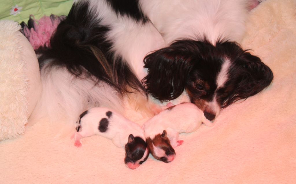 chiot Epagneul nain Continental (Papillon) Du Domaine De Hunaudaye