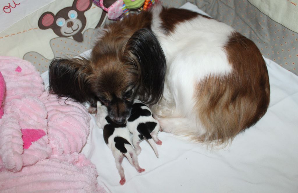 chiot Epagneul nain Continental (Papillon) Du Domaine De Hunaudaye