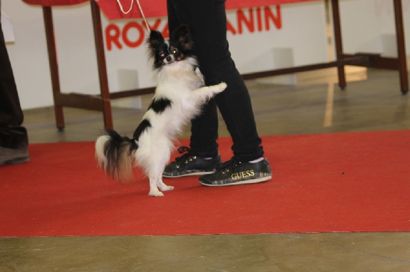 Lee darling Du Domaine De Hunaudaye