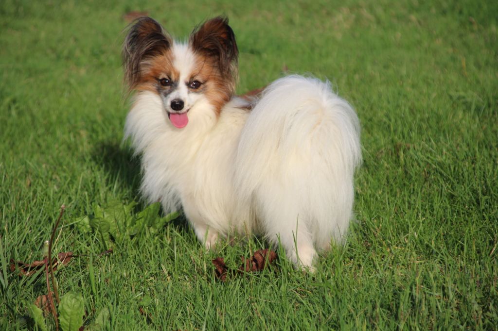 Lord diamond Du Domaine De Hunaudaye