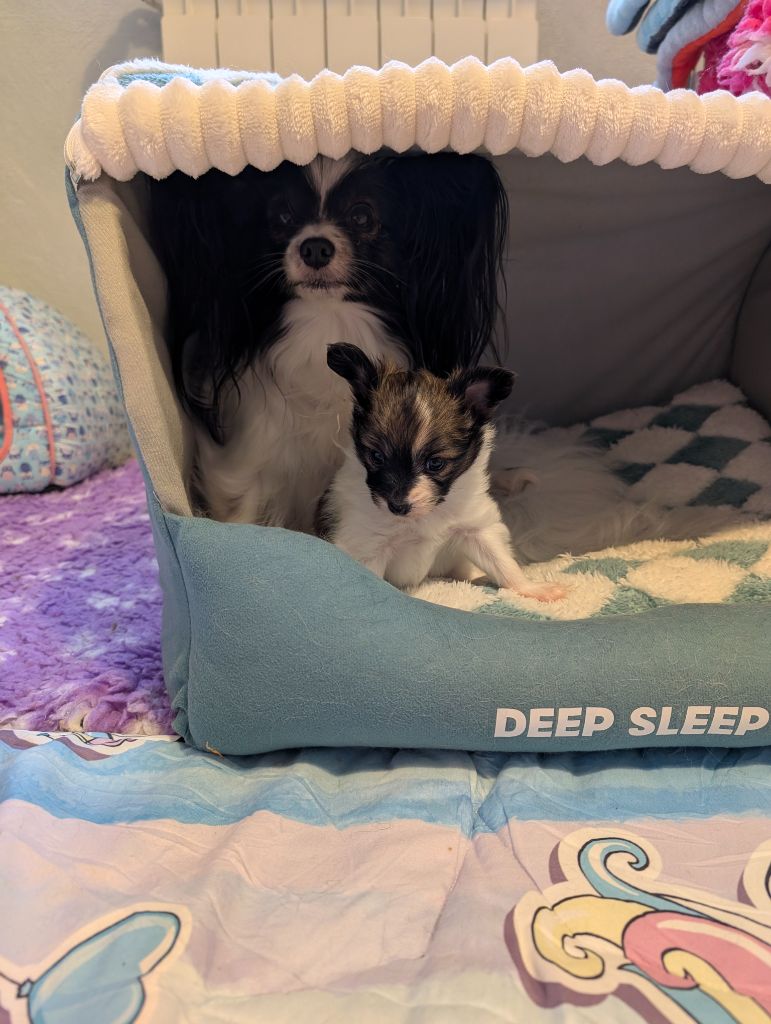 Du Domaine De Hunaudaye - Chiots disponibles - Epagneul nain Continental (Papillon)