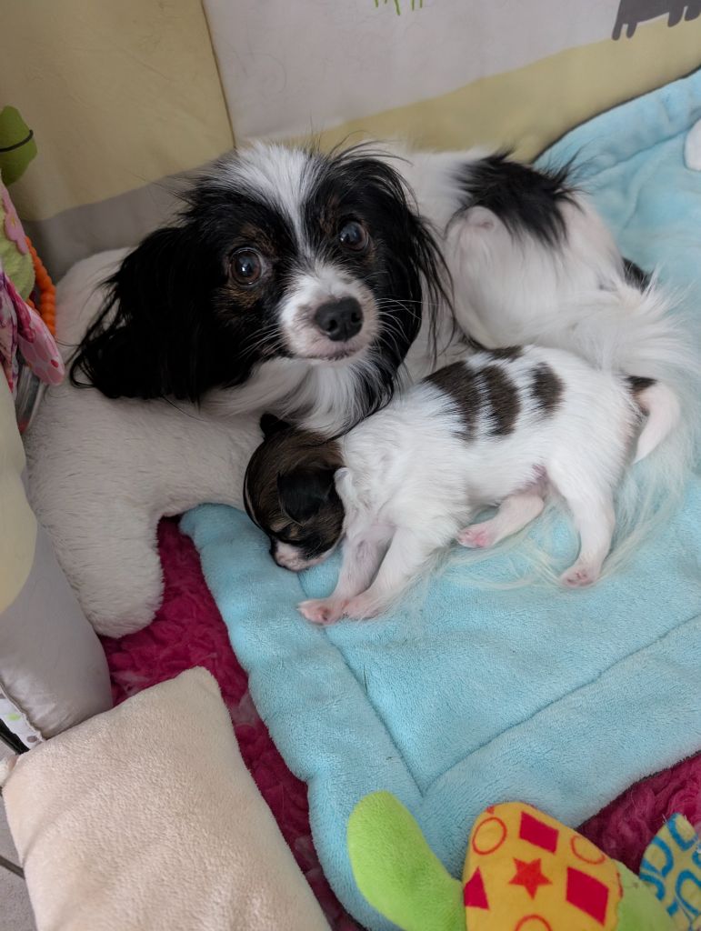 Chiot Epagneul nain Continental (Papillon) Du Domaine De Hunaudaye
