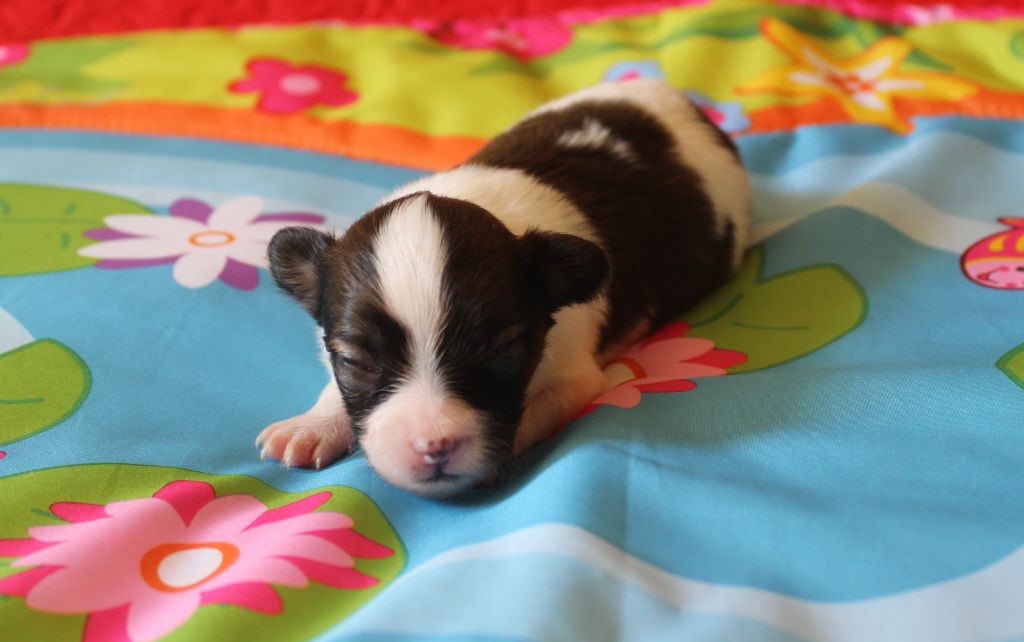 Du Domaine De Hunaudaye - Chiots disponibles - Epagneul nain Continental (Papillon)