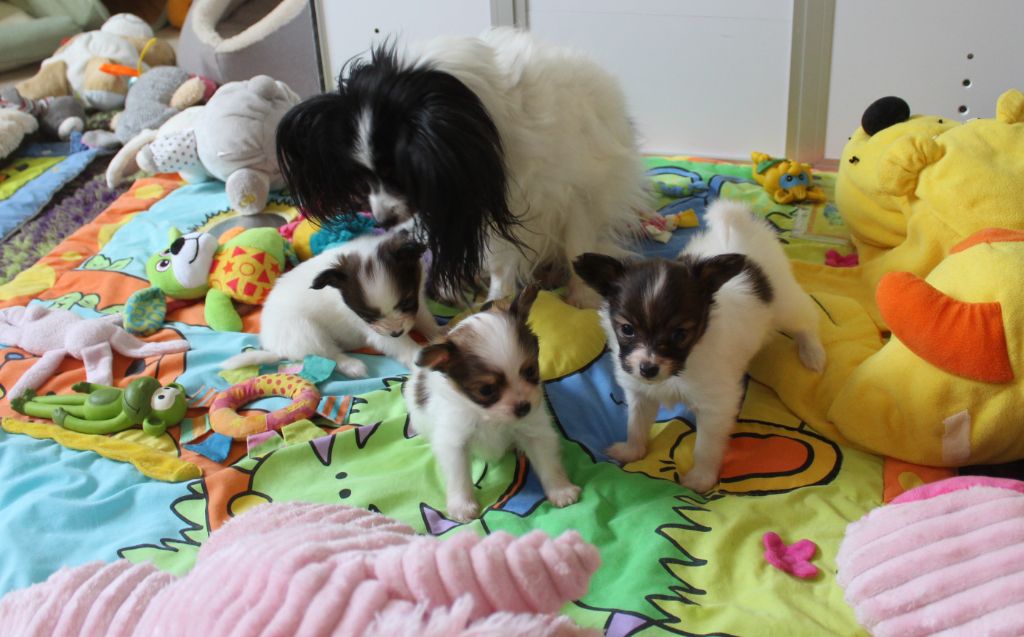 Chiot Epagneul nain Continental (Papillon) Du Domaine De Hunaudaye