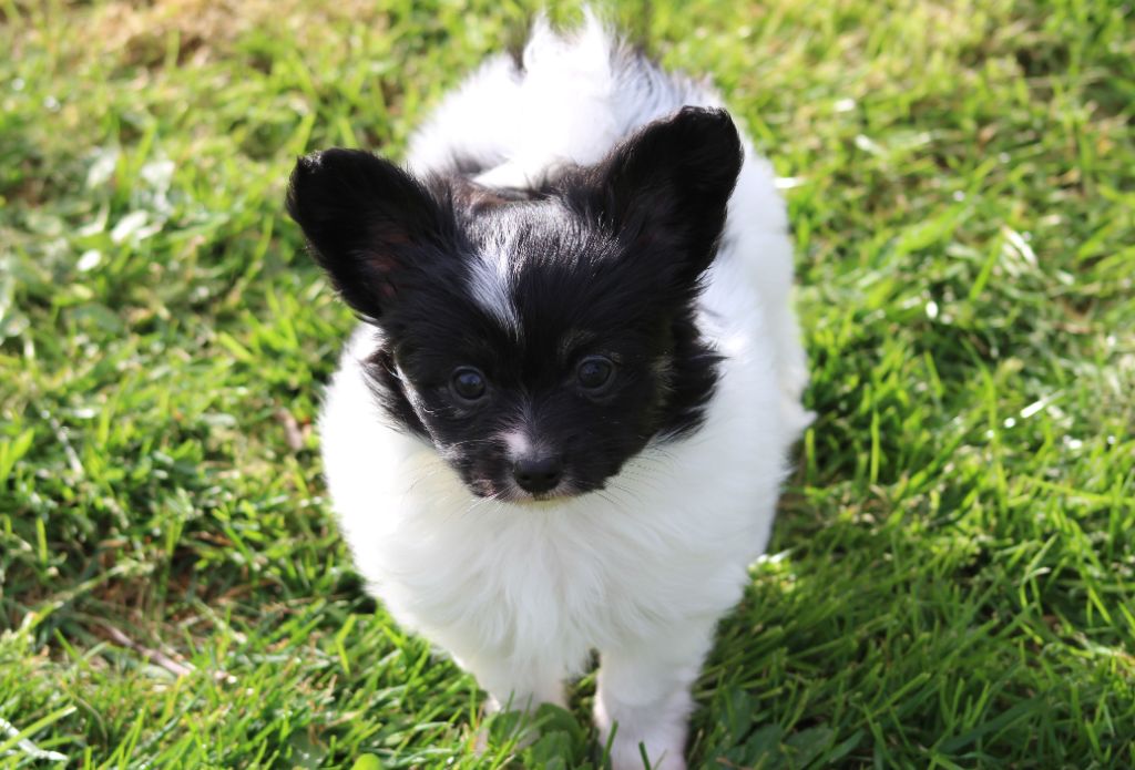 Du Domaine De Hunaudaye - Chiots disponibles - Epagneul nain Continental (Papillon)