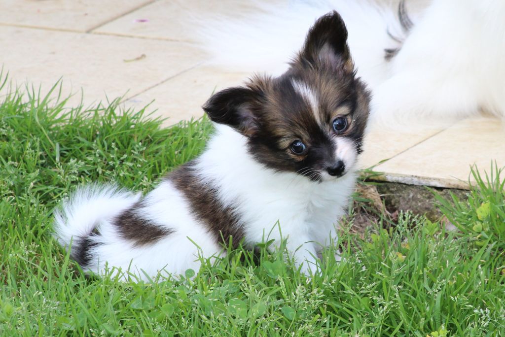 Du Domaine De Hunaudaye - Chiots disponibles - Epagneul nain Continental (Papillon)