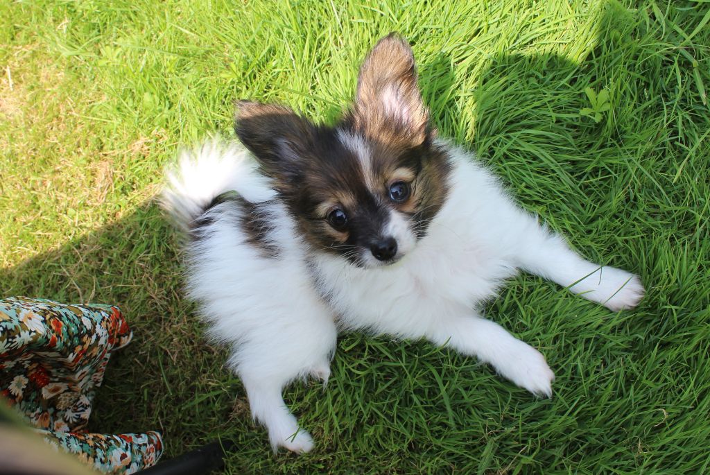 Du Domaine De Hunaudaye - Chiots disponibles - Epagneul nain Continental (Papillon)