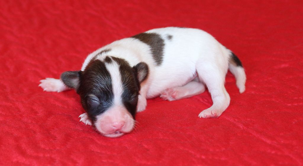 Du Domaine De Hunaudaye - Chiots disponibles - Epagneul nain Continental (Papillon)