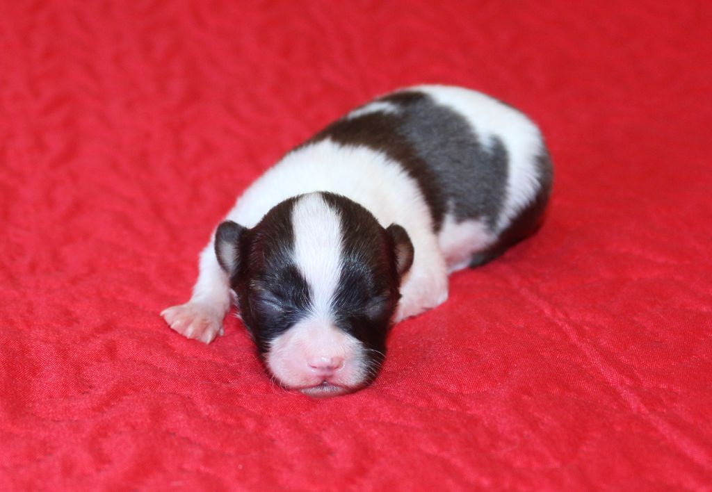 Du Domaine De Hunaudaye - Chiots disponibles - Epagneul nain Continental (Papillon)