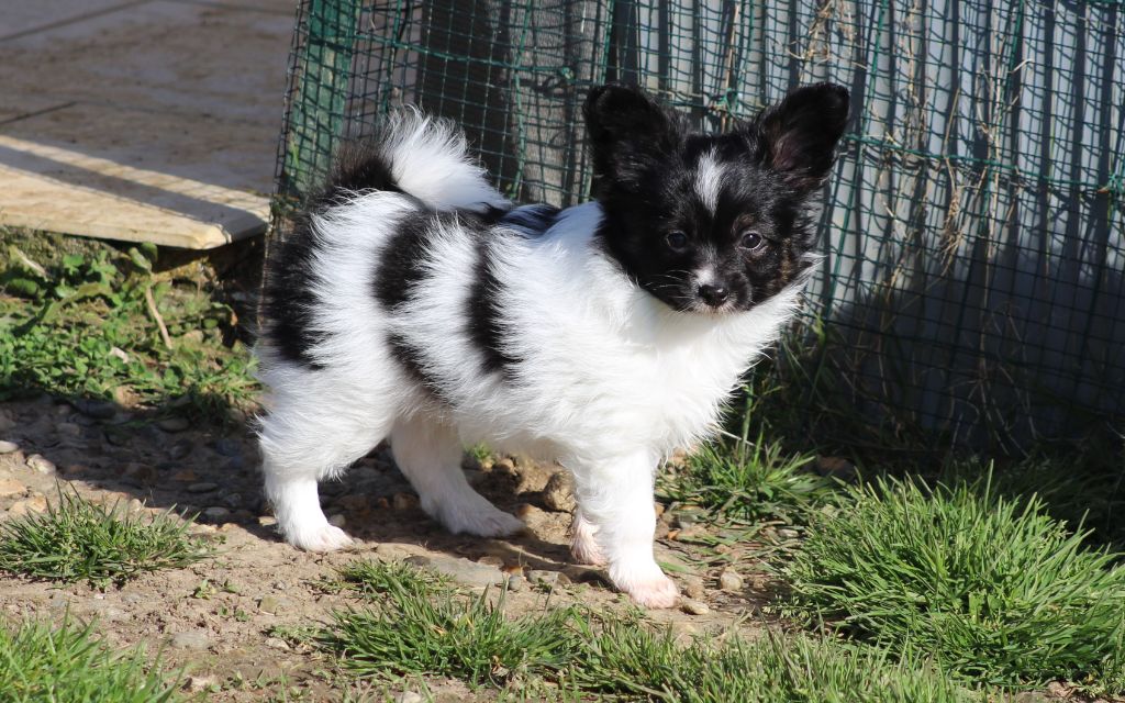 Du Domaine De Hunaudaye - Chiots disponibles - Epagneul nain Continental (Papillon)