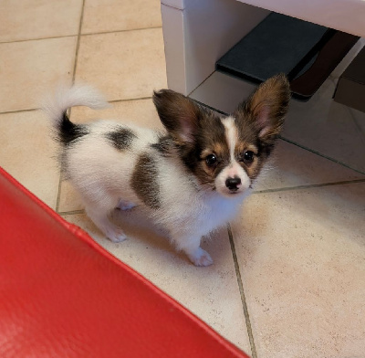 ARGOS