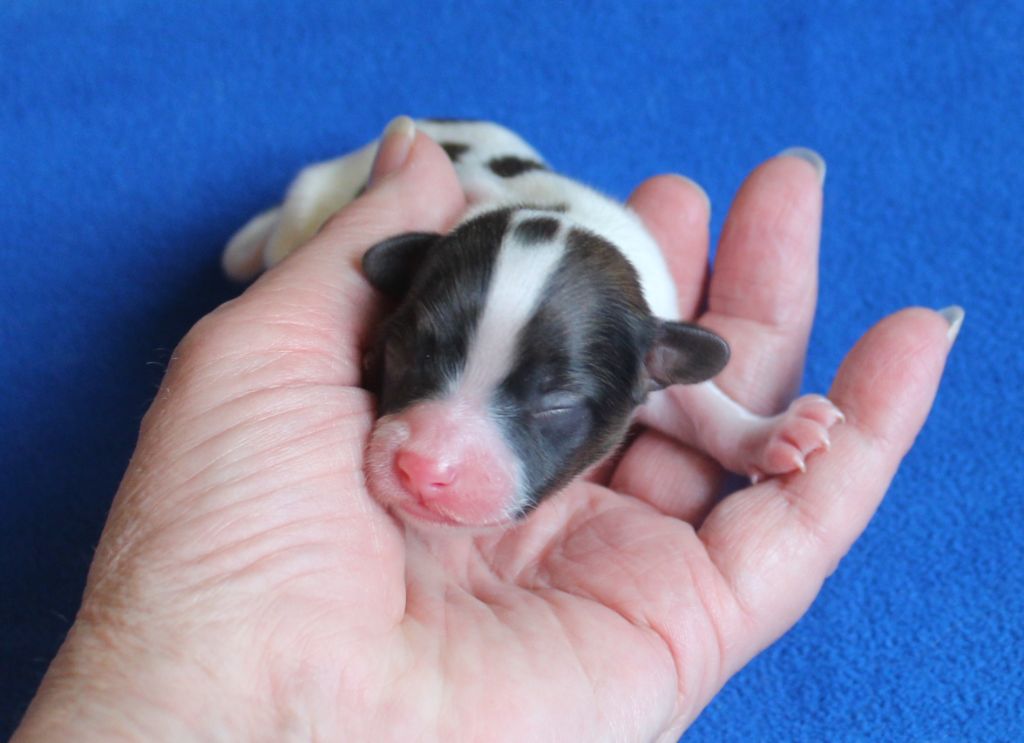 Du Domaine De Hunaudaye - Chiots disponibles - Epagneul nain Continental (Papillon)