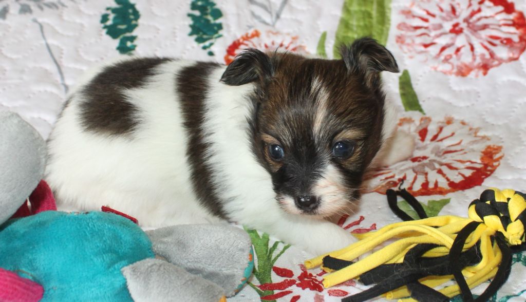 Du Domaine De Hunaudaye - Chiots disponibles - Epagneul nain Continental (Papillon)