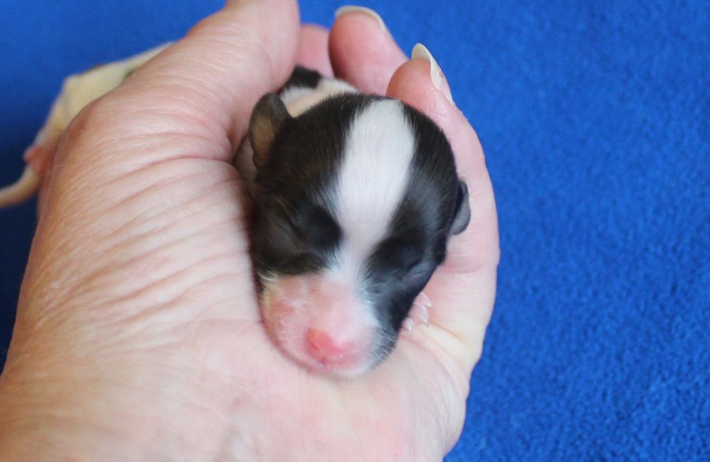 Du Domaine De Hunaudaye - Chiots disponibles - Epagneul nain Continental (Papillon)