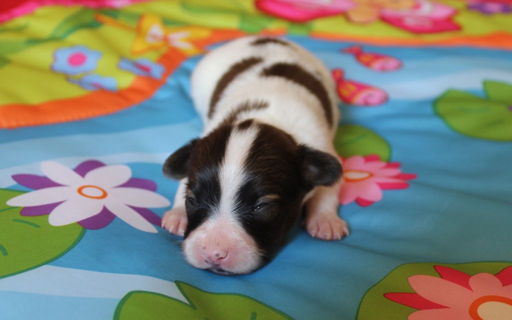 Du Domaine De Hunaudaye - Chiots disponibles - Epagneul nain Continental (Papillon)