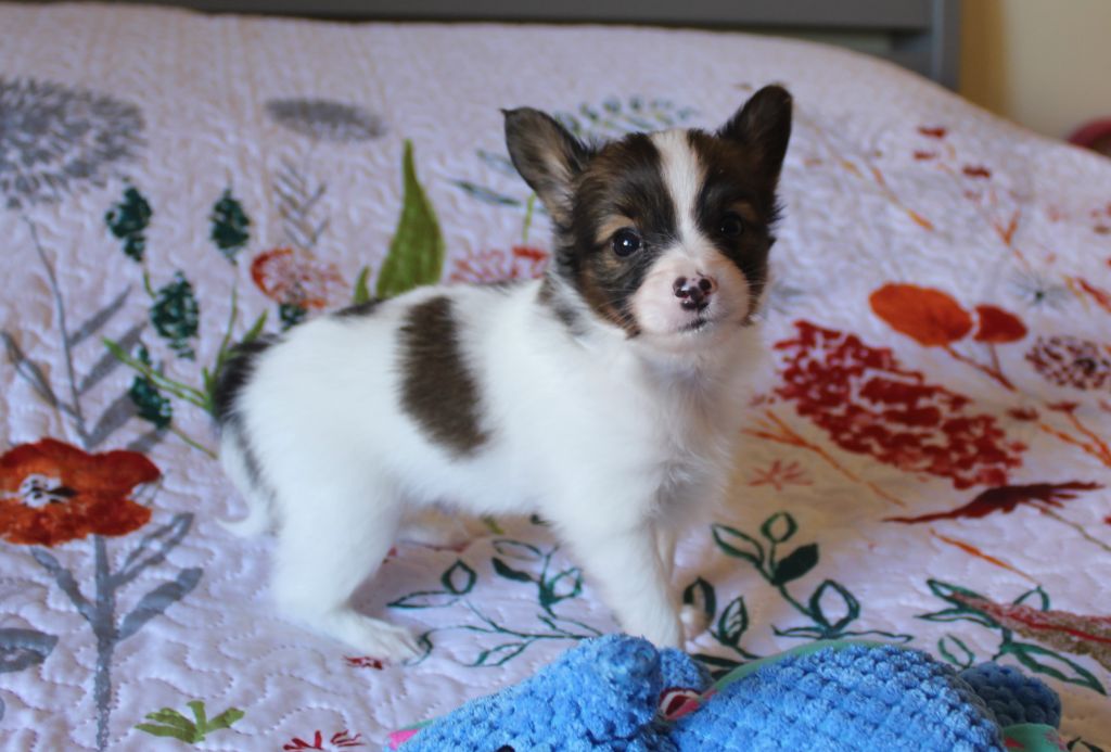 Du Domaine De Hunaudaye - Chiots disponibles - Epagneul nain Continental (Papillon)