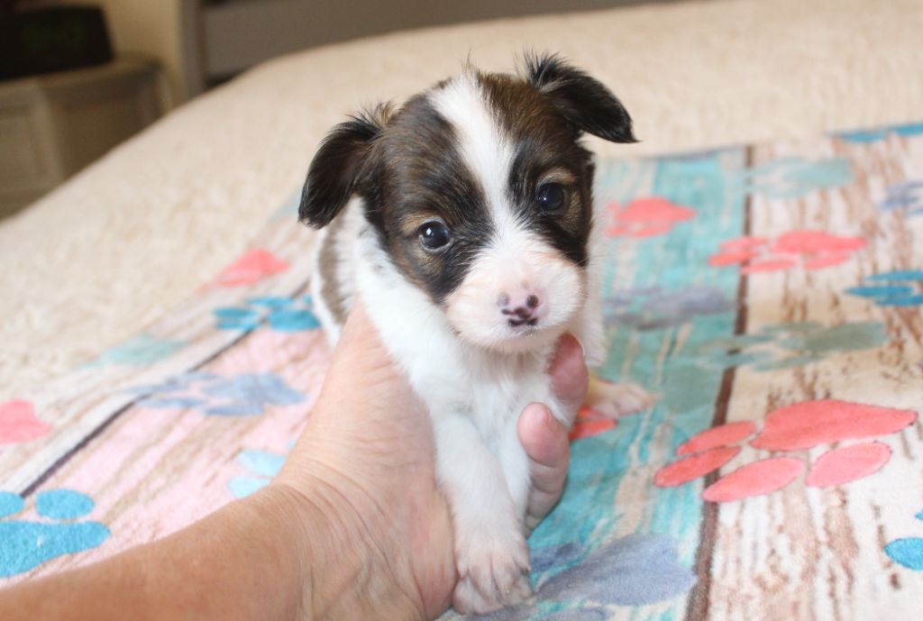 Du Domaine De Hunaudaye - Chiots disponibles - Epagneul nain Continental (Papillon)