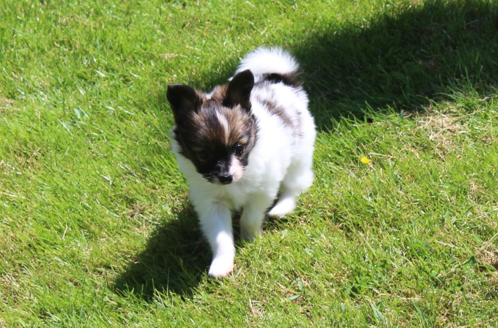 Du Domaine De Hunaudaye - Chiots disponibles - Epagneul nain Continental (Papillon)