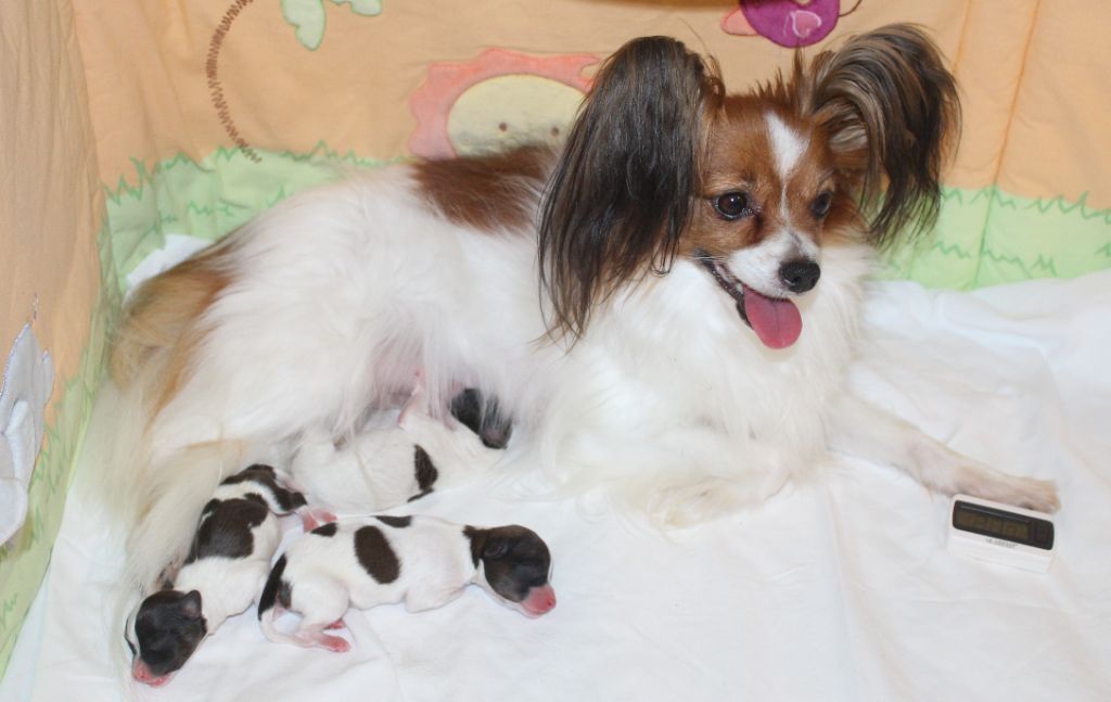 Chiot Epagneul nain Continental (Papillon) Du Domaine De Hunaudaye