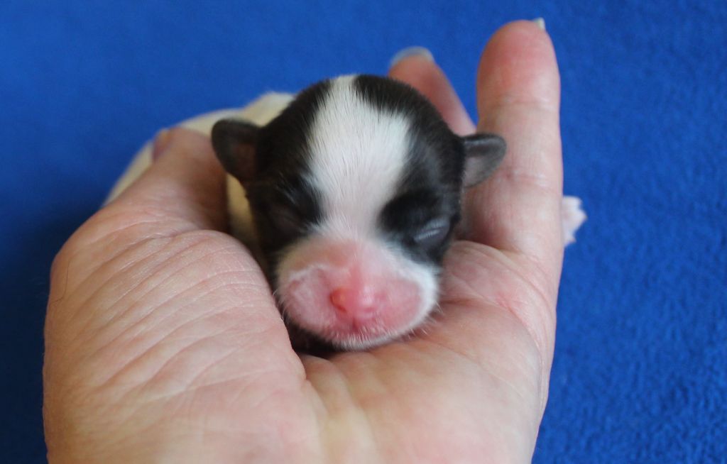 Du Domaine De Hunaudaye - Chiots disponibles - Epagneul nain Continental (Papillon)